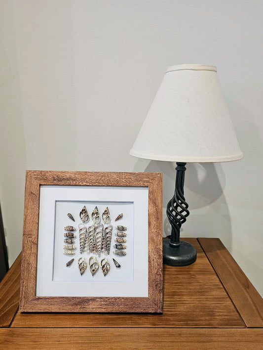 Sliced Shells & Olive Gibbosa 9.5x9.5