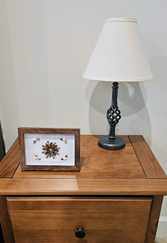 Nutmeg Shells & Moon snail 3.5x5