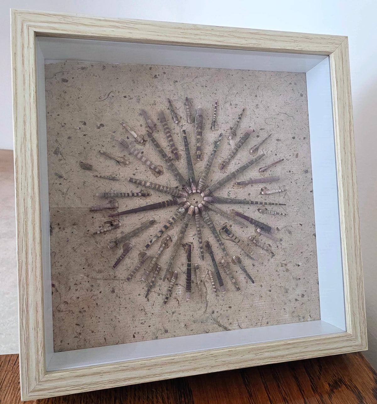 Sea urchin spines