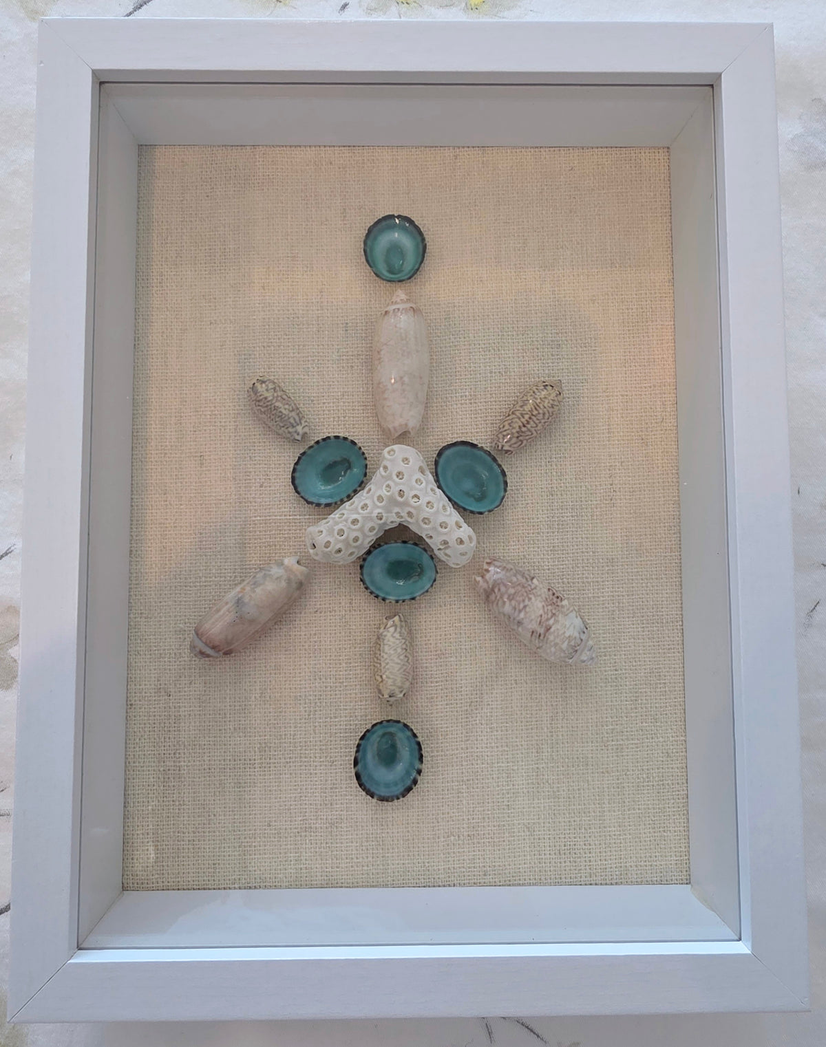 Olive shells, coral and limpet