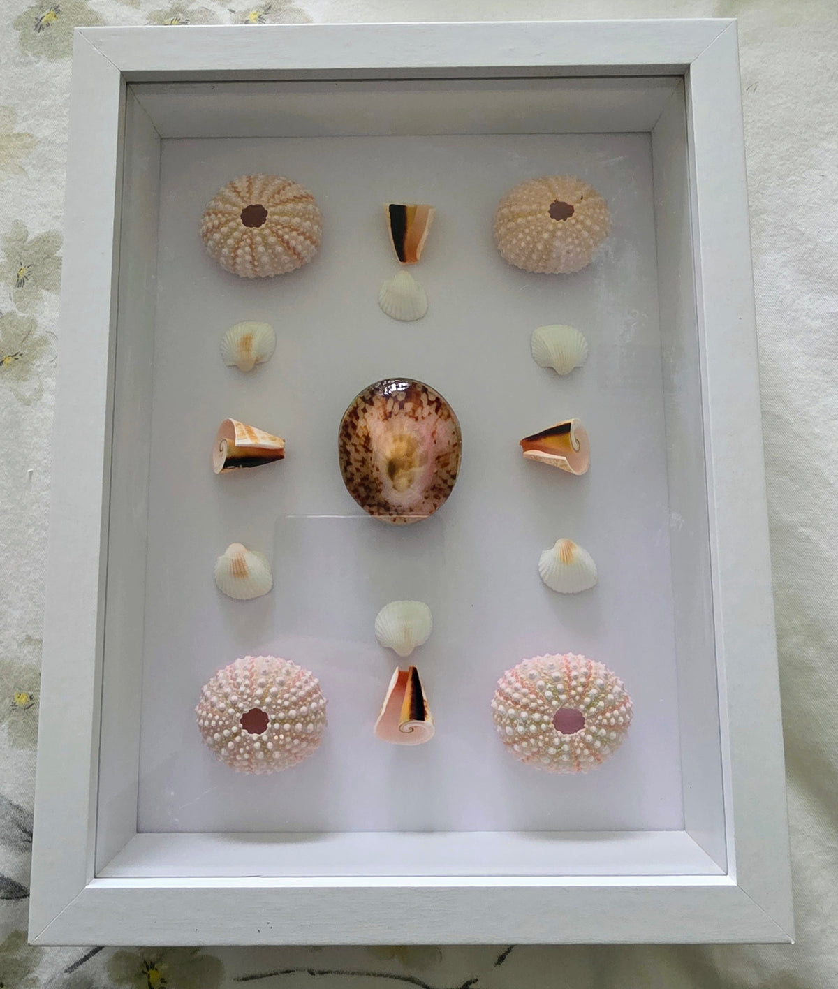 Pink owl limpet with pink sea urchin and strawberry rhombus shell