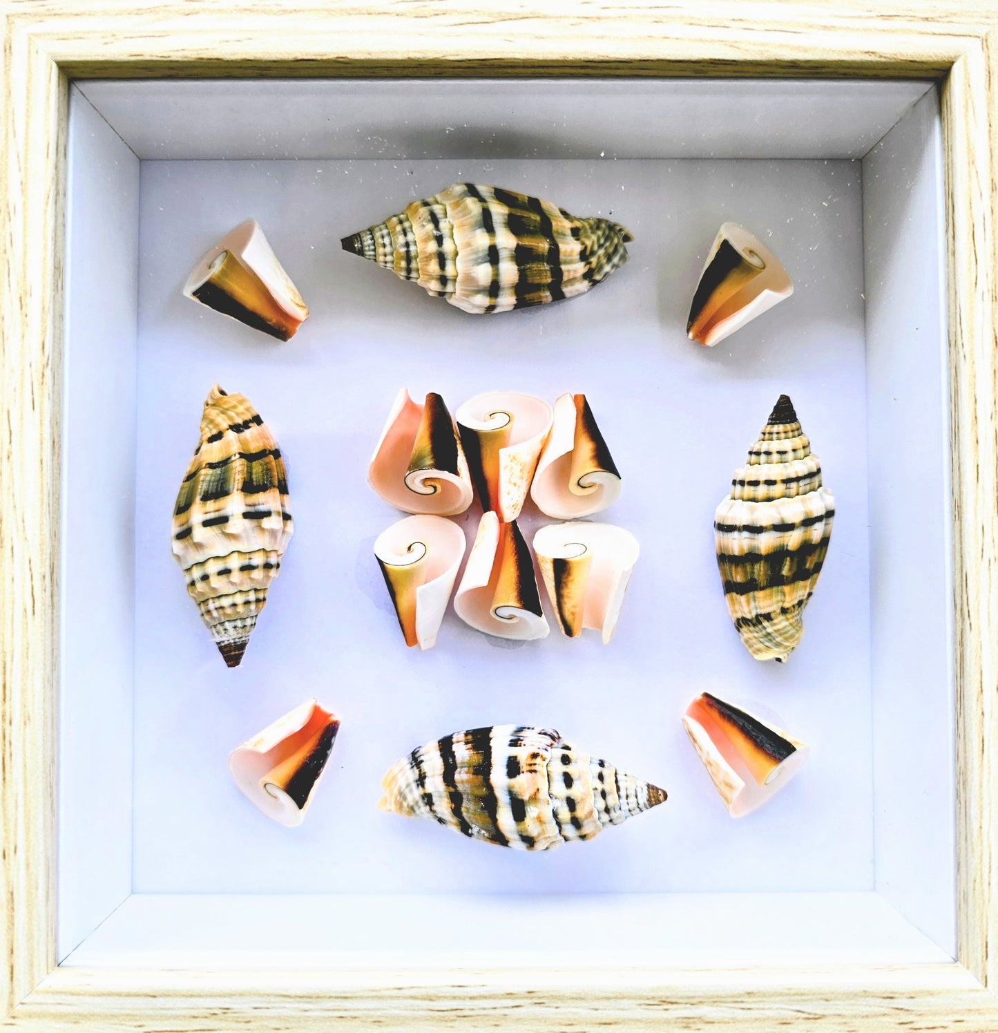 Strawberry Spirals & Vexillum 5.5x5.5