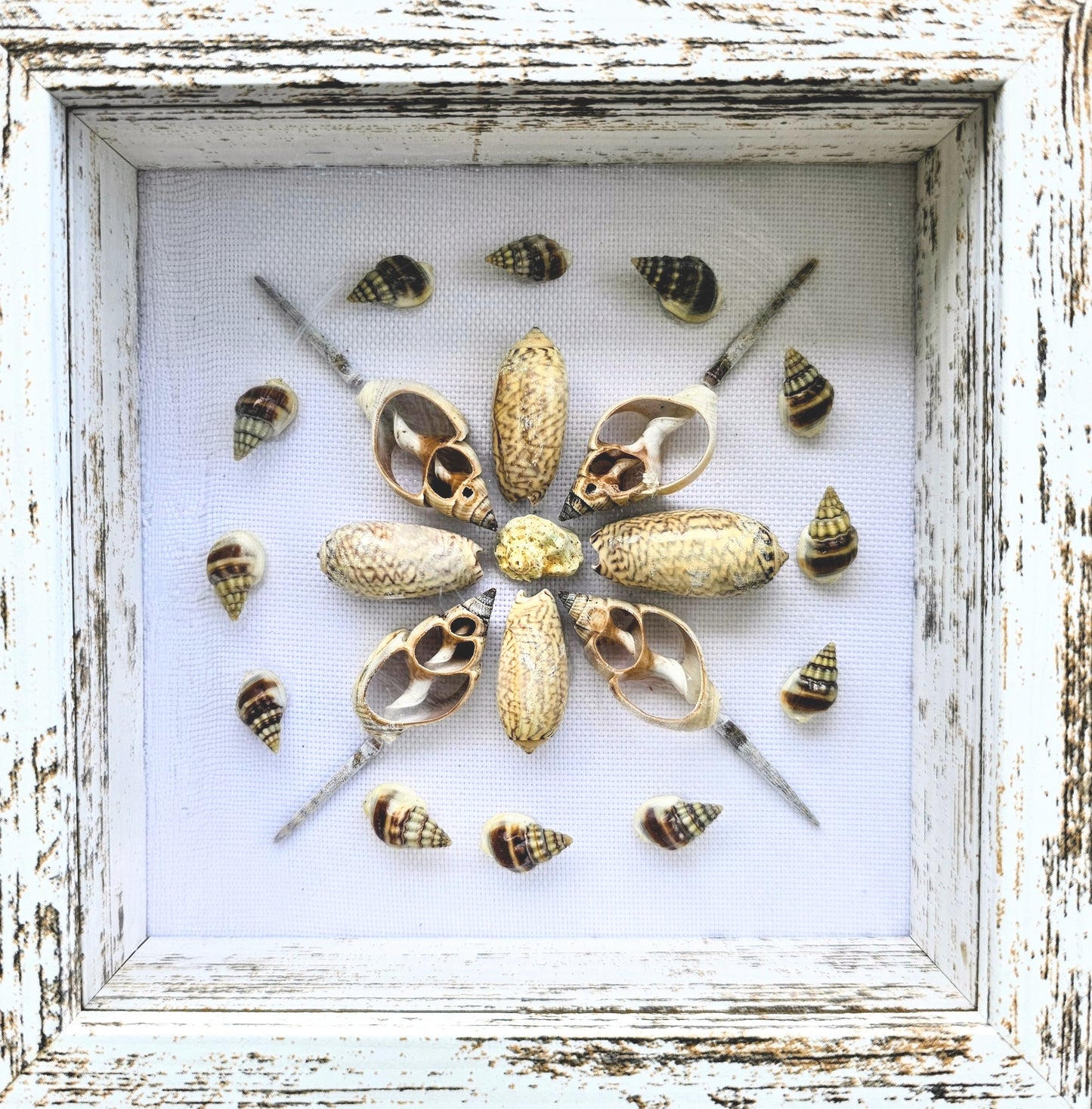 Olive Gibbosa Sliced Shell & Spikes on White Linen 5.5x5.5