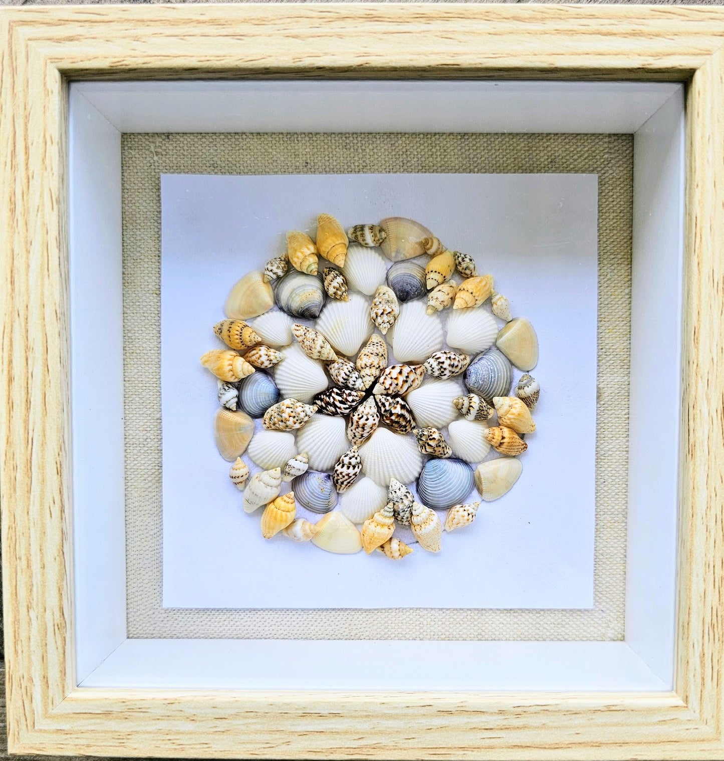 Mixed Colored Nassa & Clam Shells 5.5x5.5