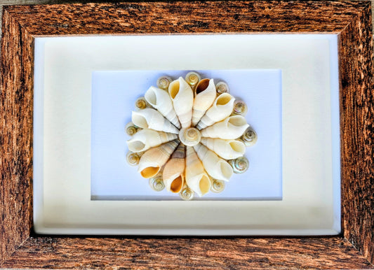 Bullia Shells & Pearled Umbonium 3.5x5