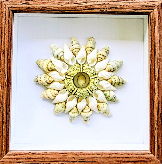 Green Sputnik & Nassa Shells 4.5x4.5