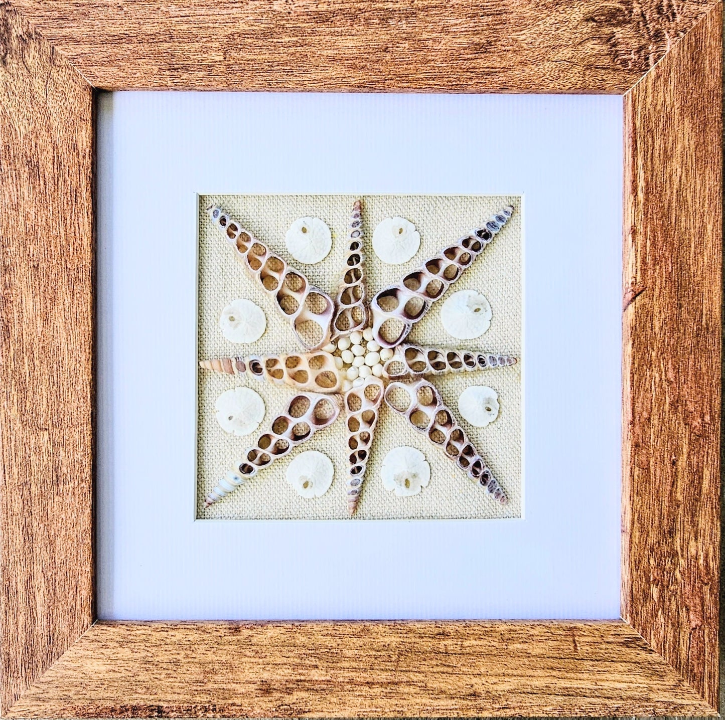 Sliced Turretella & Mini Sand Dollars on Linen 7.5x7.5