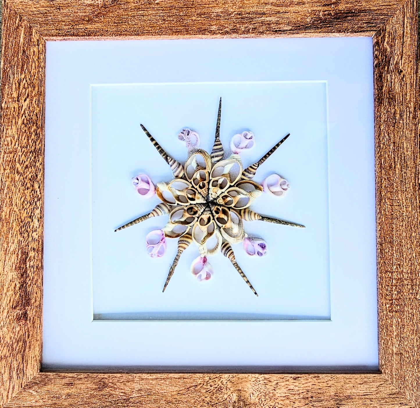 Sliced Orchid Shells & Strombus 9.5x9.5