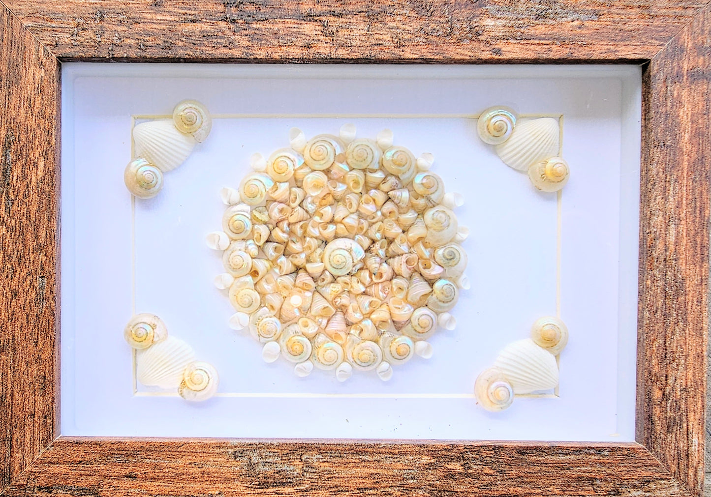 Pearled Trochus & Umbonium 3.5x5