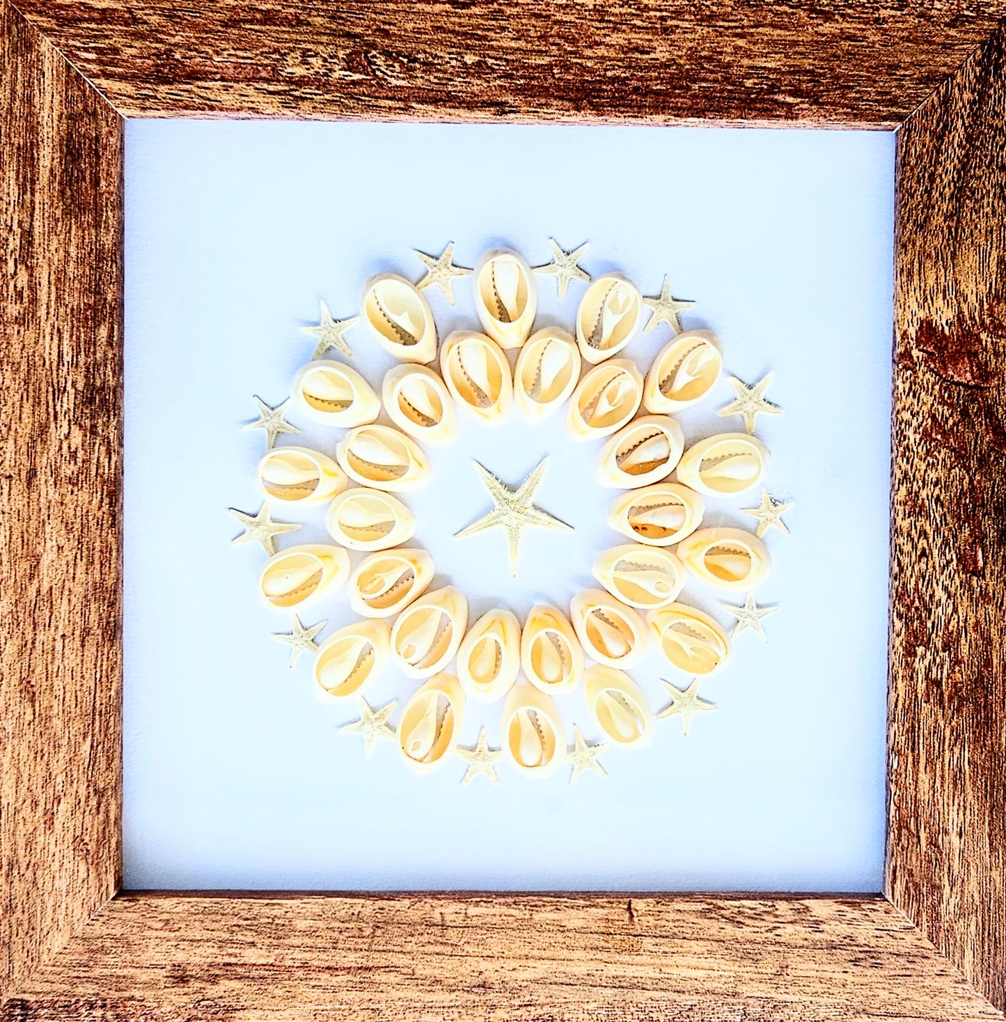Sliced Cowries & Finger Starfish 7.5x7.5