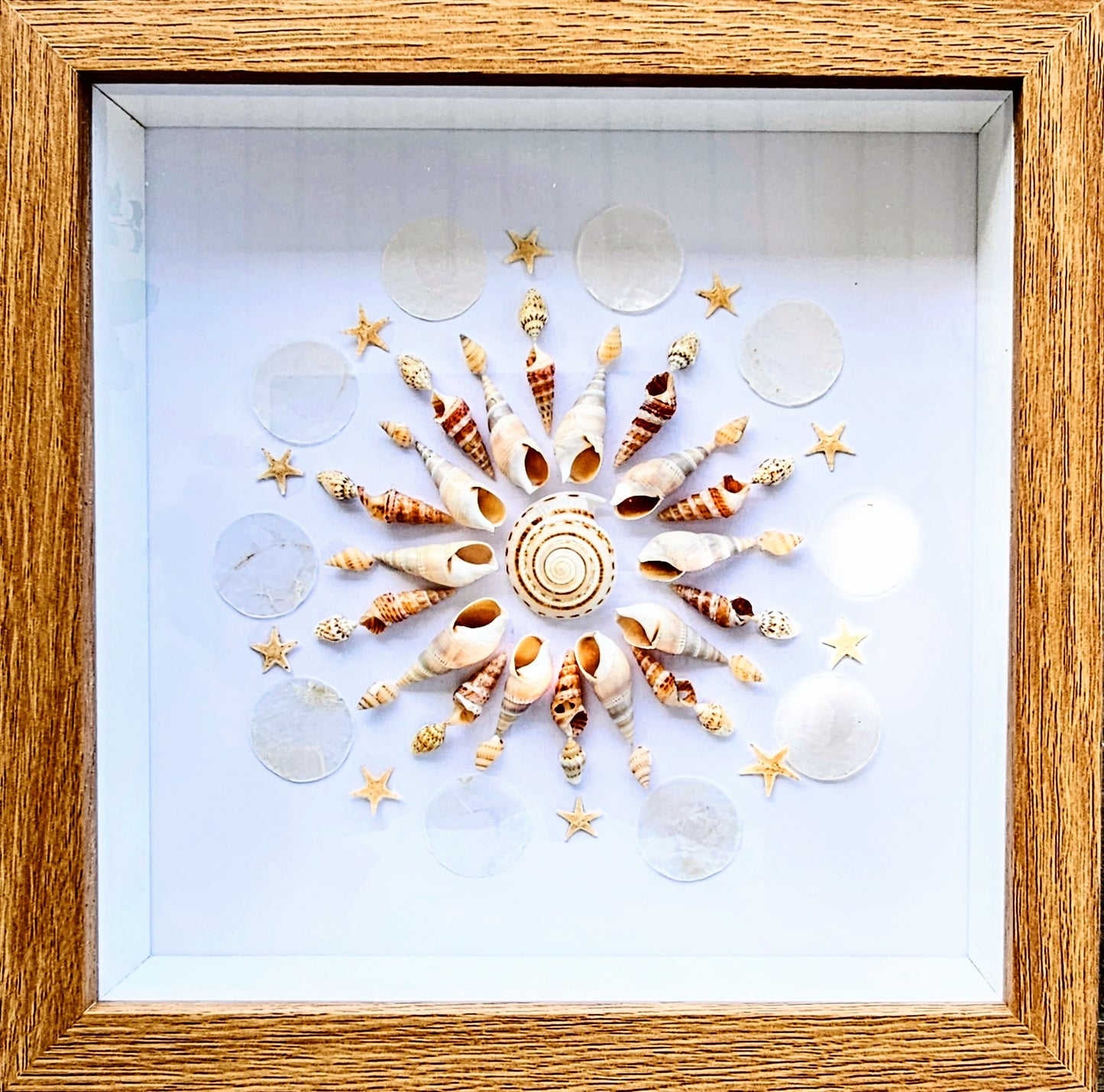 Bullia & Vexillum 9x9