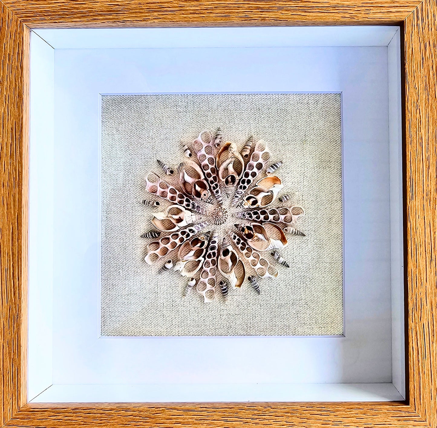 Sliced shells & Rhinoclavis on Linen 9x9