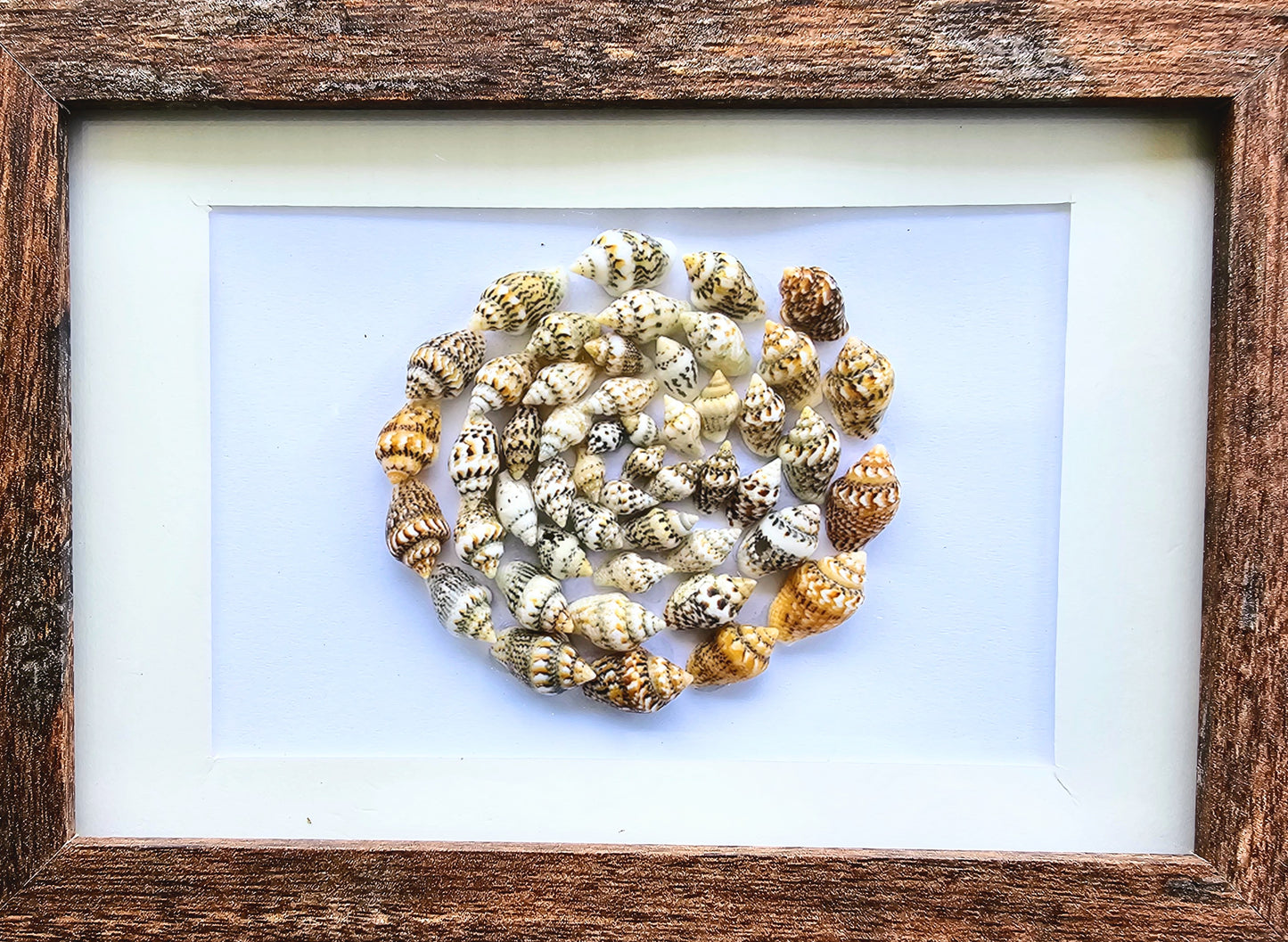 Colored Nassa Shells 3.5x5