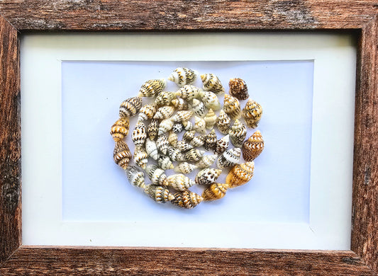 Colored Nassa Shells 3.5x5