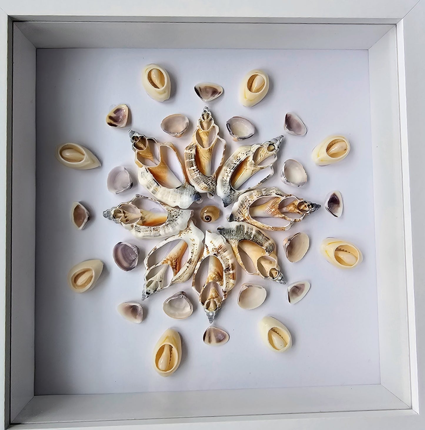 Sliced Shells & Whale Eye 6.85x6.85