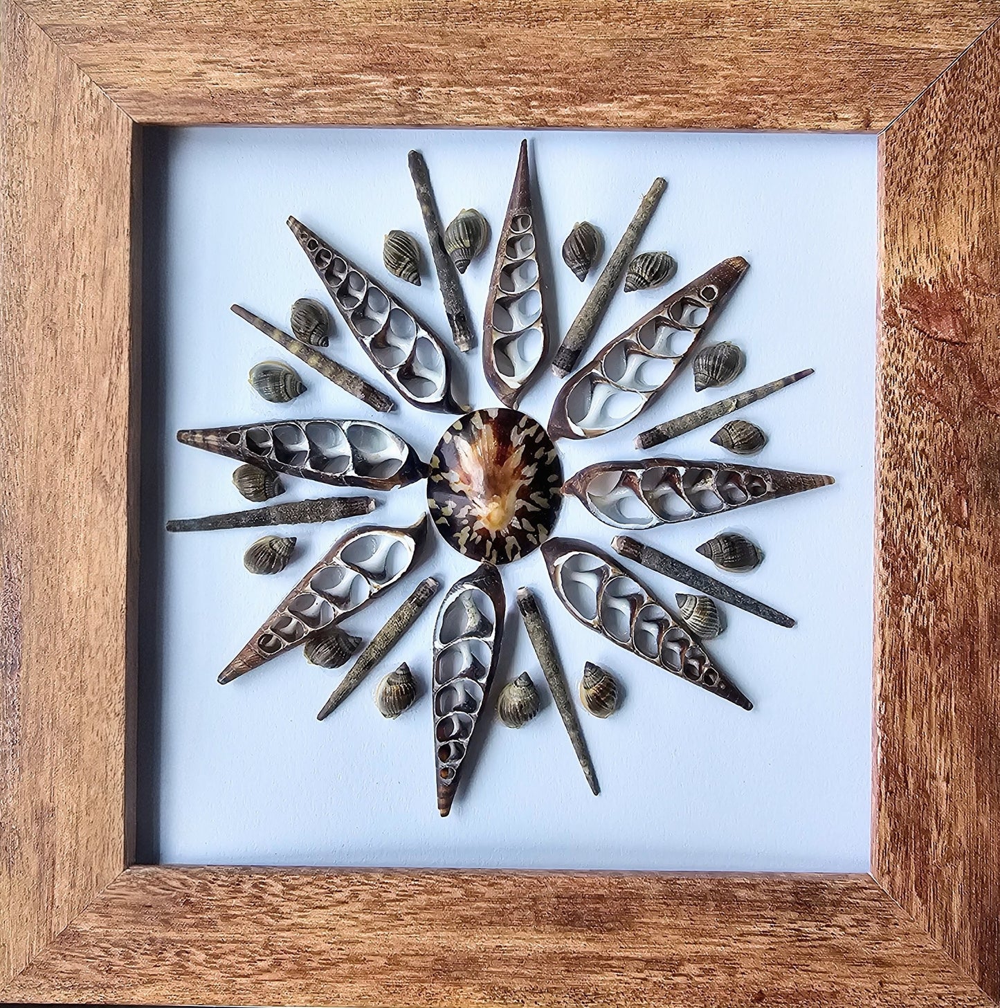 Owl Limpet & Black Turritella 7.5x7.5