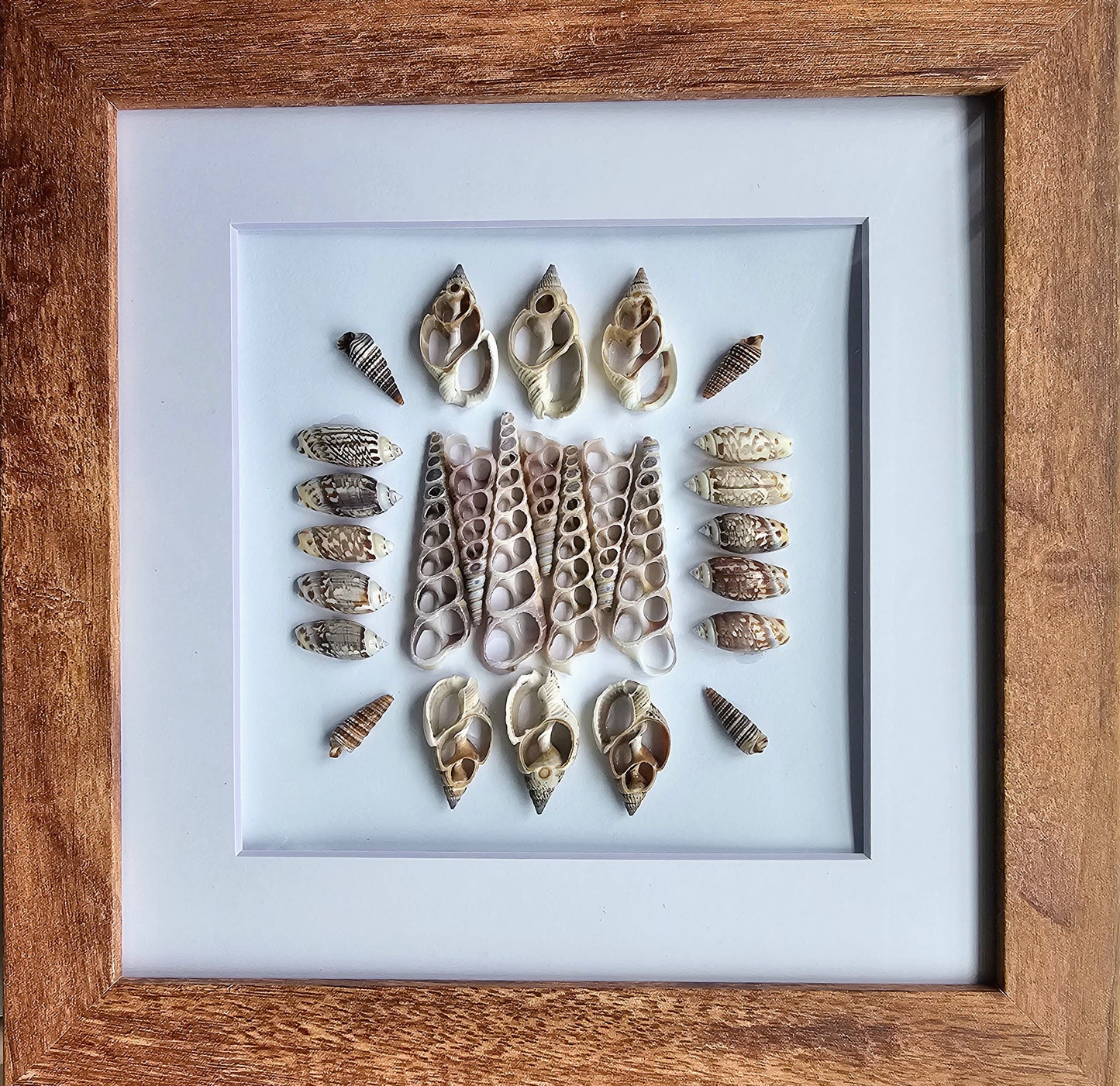 Sliced Shells & Olive Gibbosa 9.5x9.5