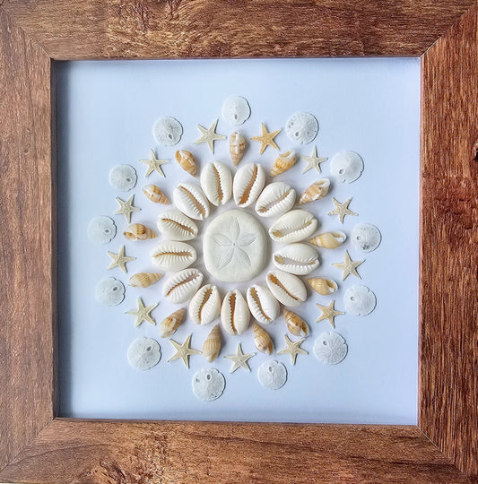 Cowries & Sea Biscuit 7.5x7.5
