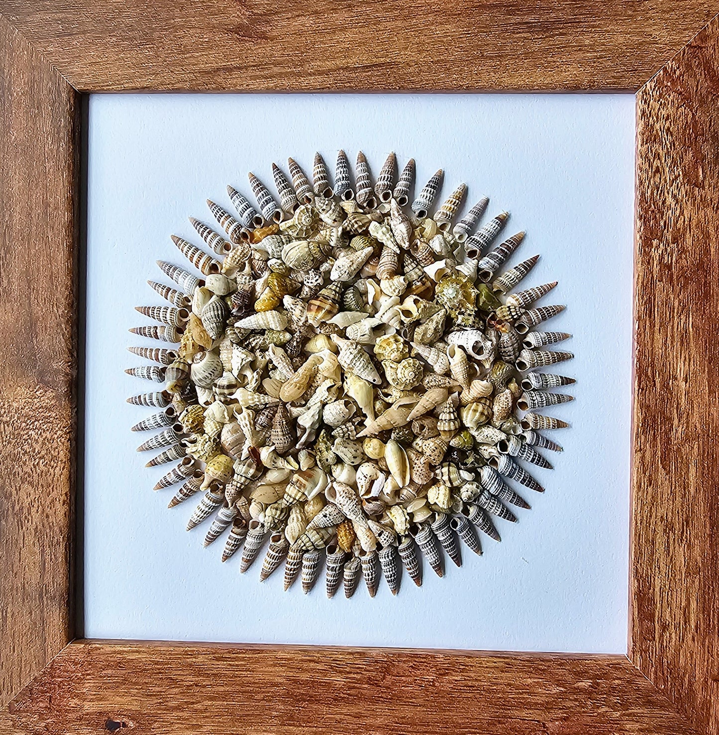 Mixed Shells & Rhinoclavis 7.5x7.5