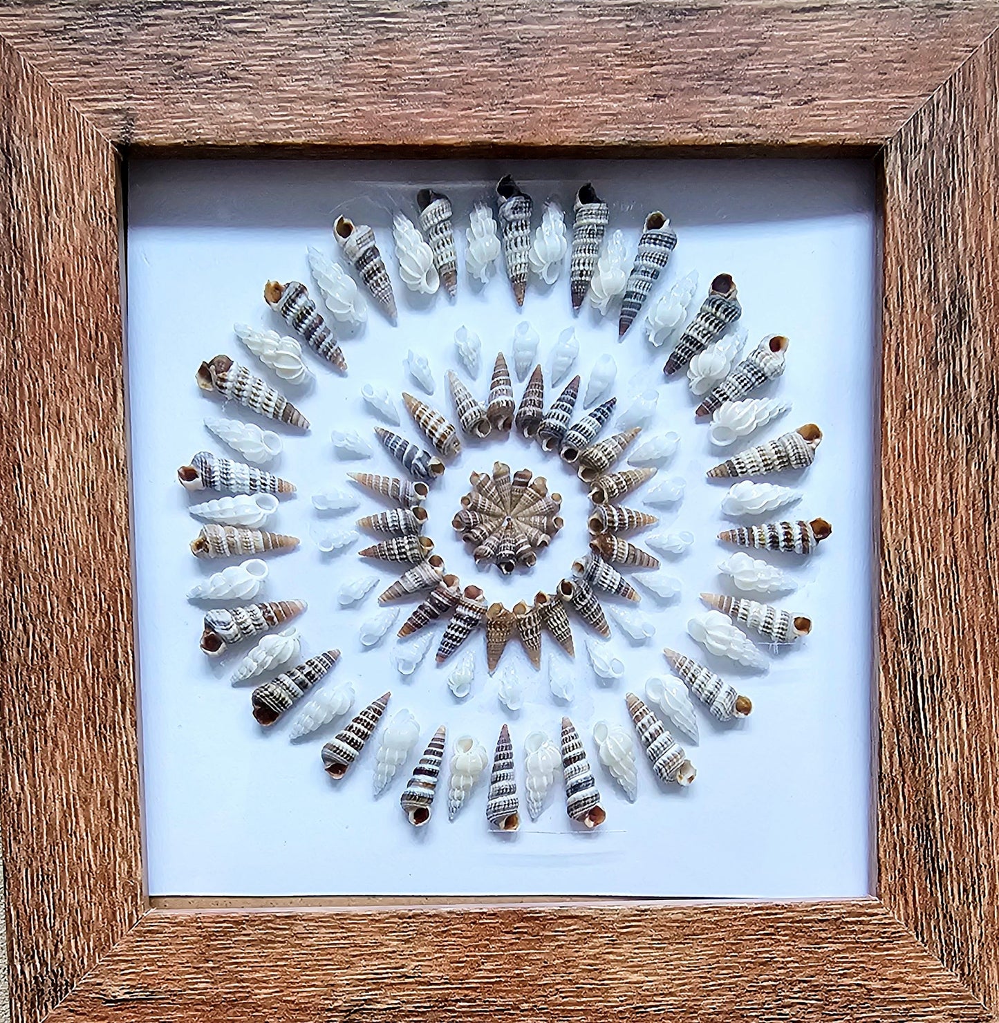 Rhinoclavis & White Nassa Shells 3.75x3.75