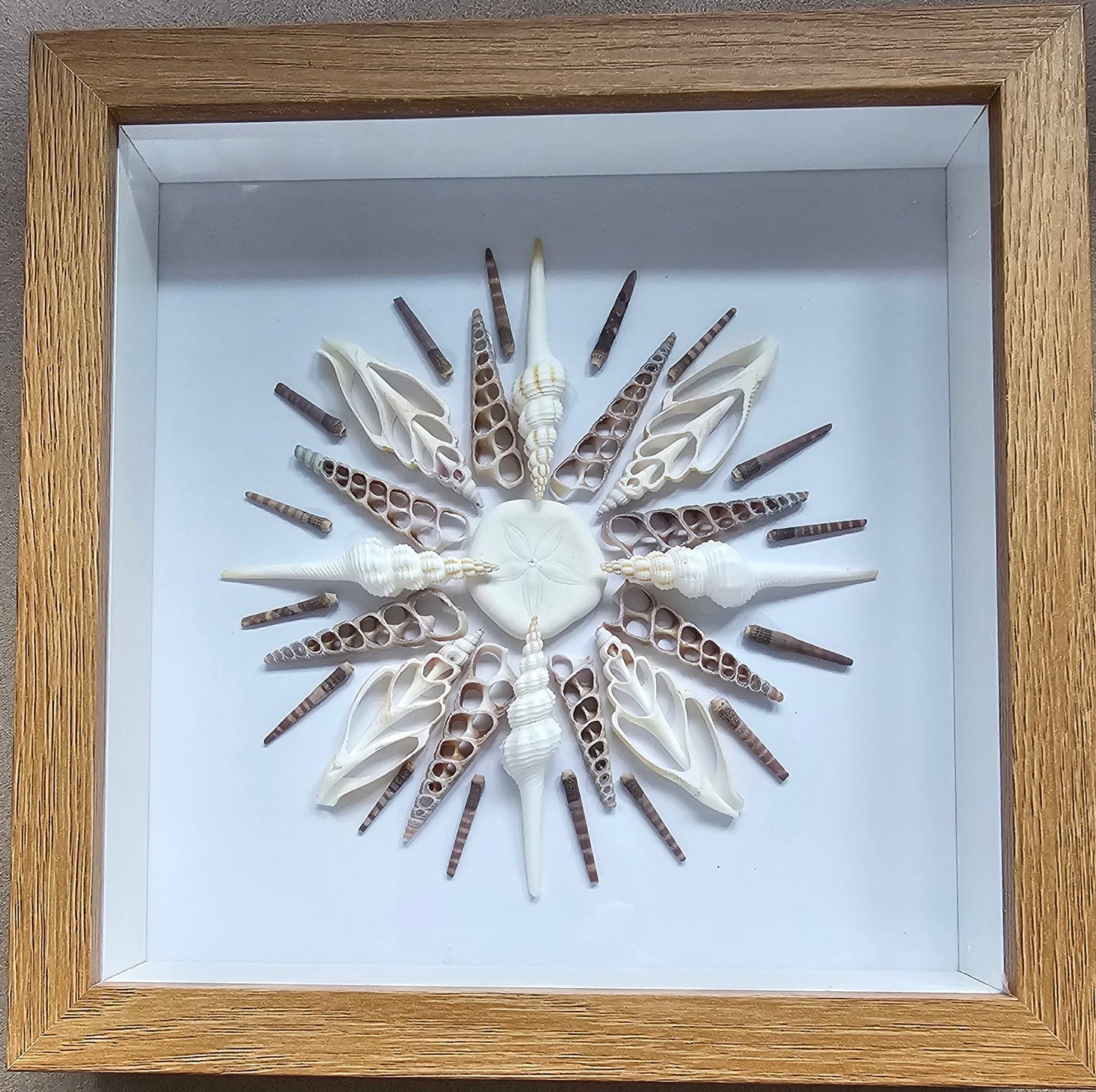 Sea Biscuit, Spindle Shells & Sliced Shells 9x9