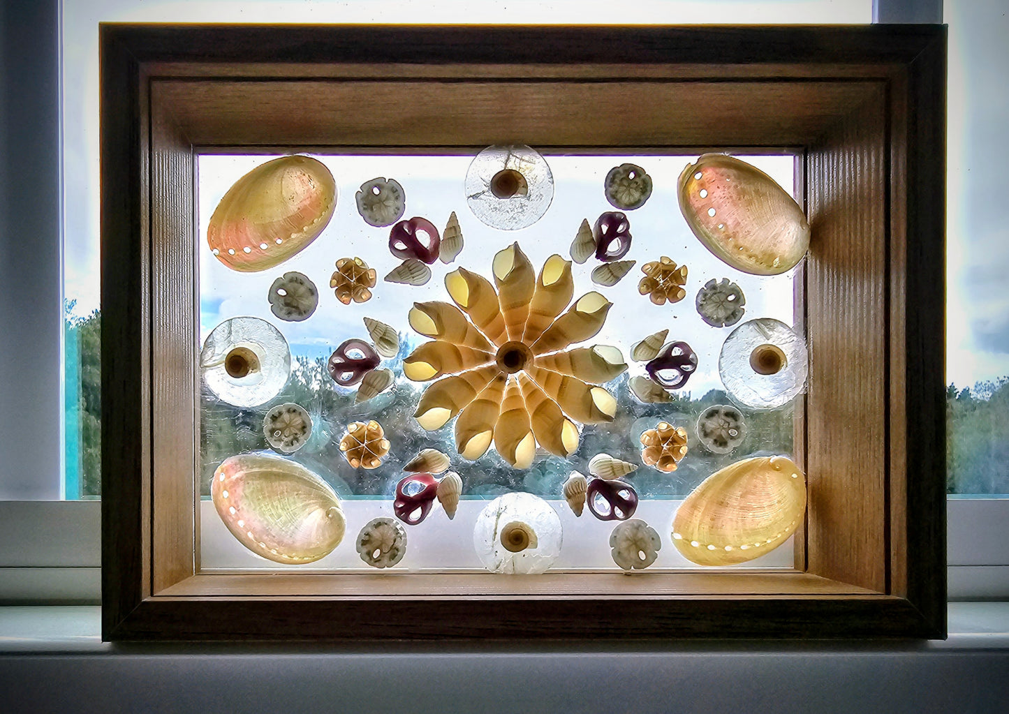 Pearled Abalone & Bullia on Glass 3.5x5