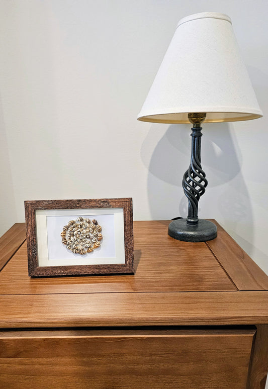 Colored Nassa Shells 3.5x5