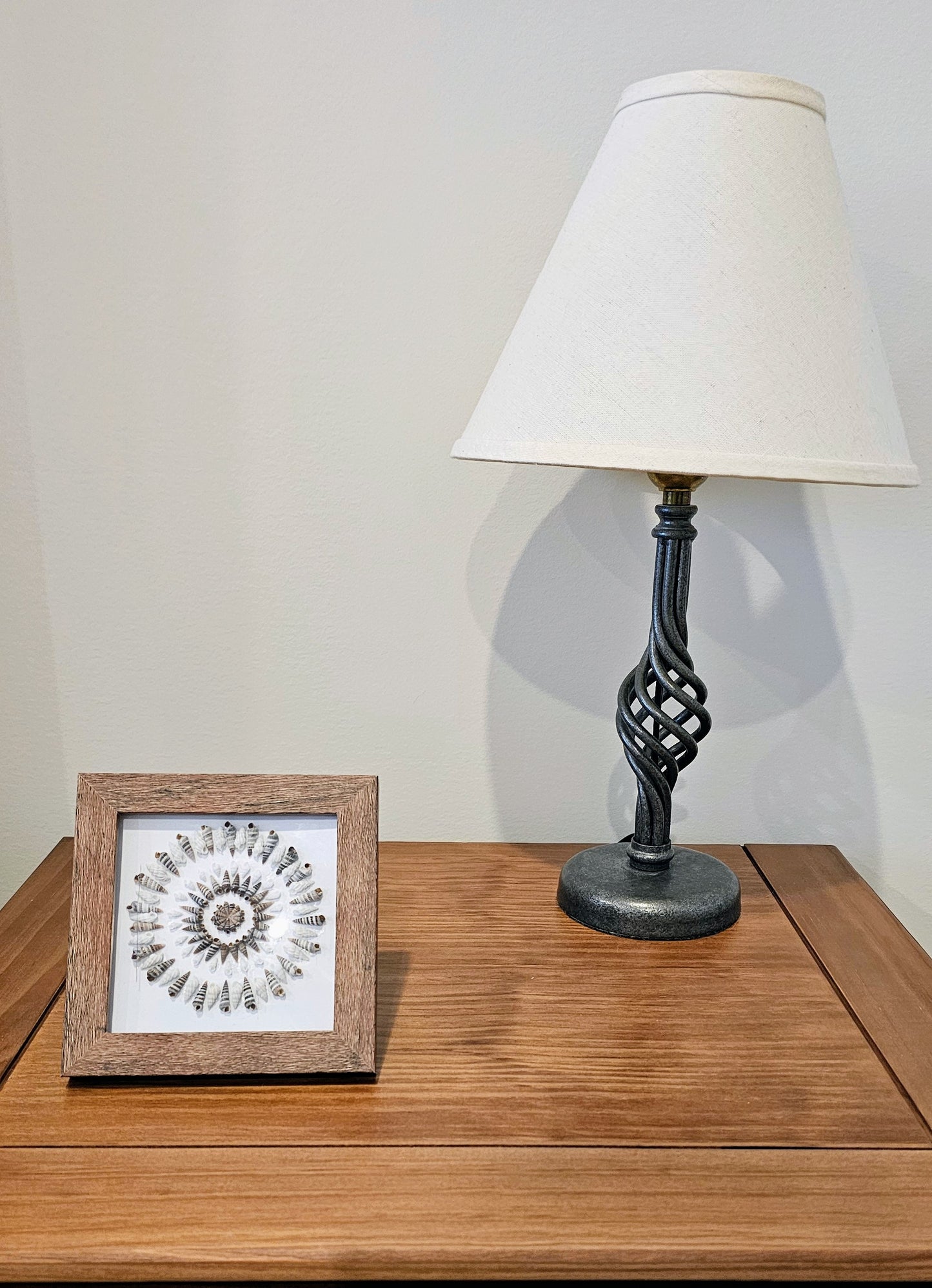 Rhinoclavis & White Nassa Shells 3.75x3.75