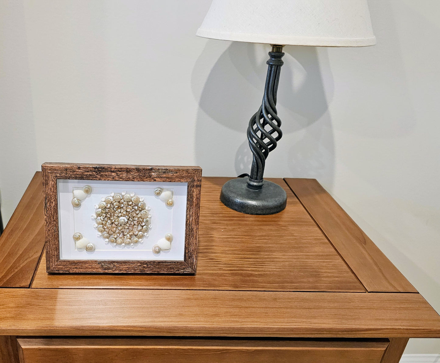 Pearled Trochus & Umbonium 3.5x5