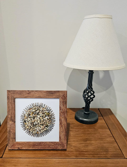 Mixed Shells & Rhinoclavis 7.5x7.5