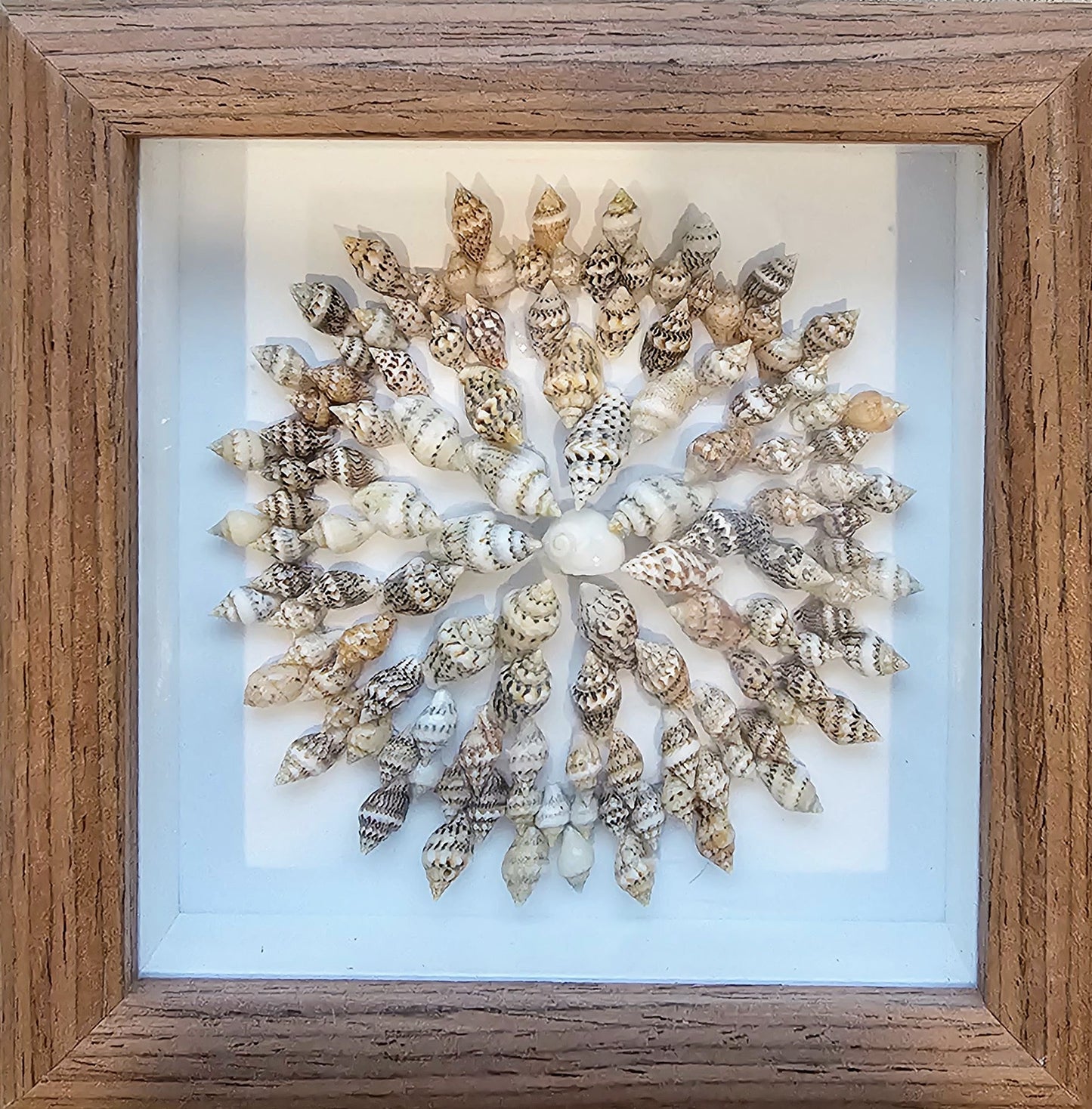 Colored Nassa & Whale Eye 4.5x4.5