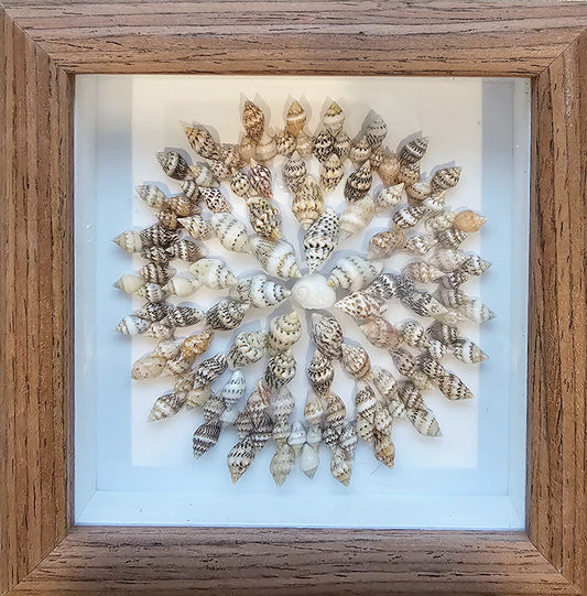 Colored Nassa & Whale Eye 4.5x4.5