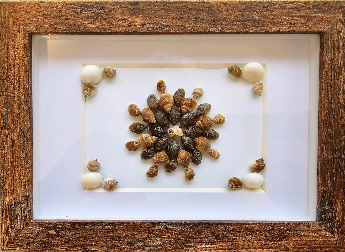 Nutmeg Shells & Moon snail 3.5x5