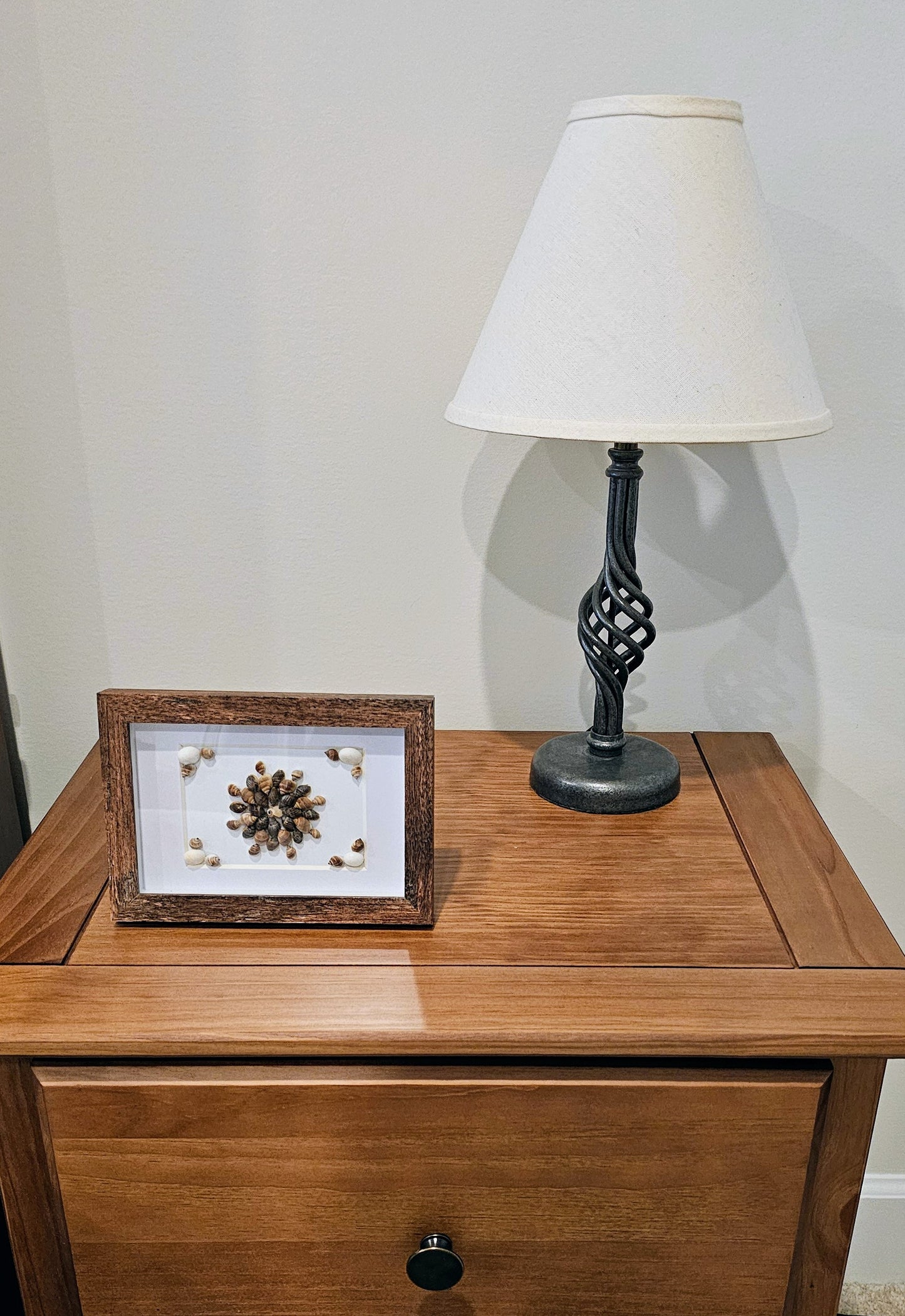 Nutmeg Shells & Moon snail 3.5x5