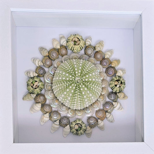 Sea Urchin & Umbonium 5.5x5.5