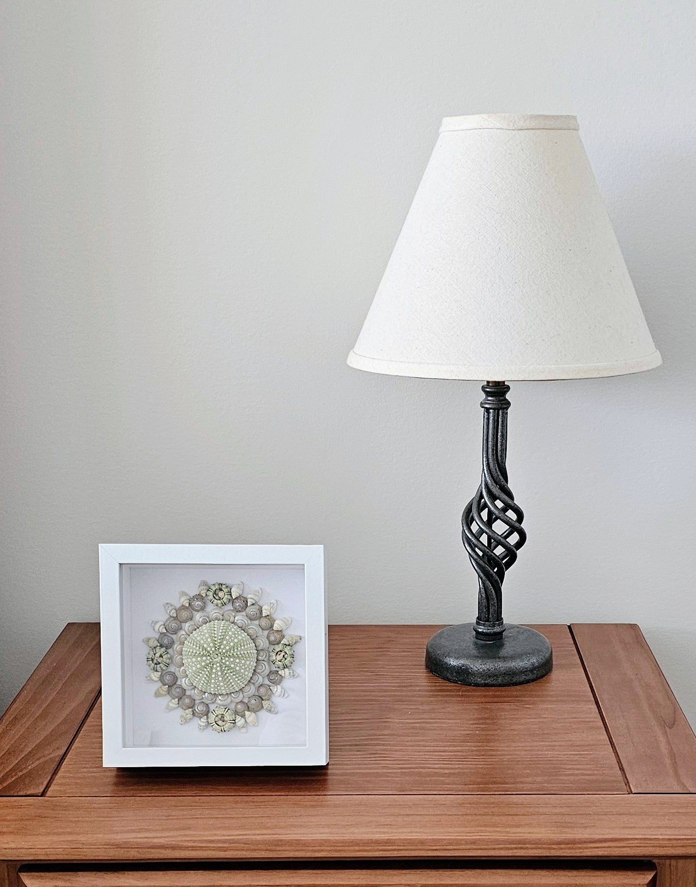 Sea Urchin & Umbonium 5.5x5.5