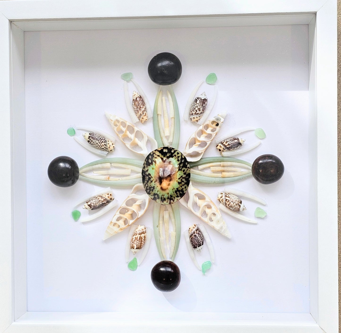 Polished Limpet, Seabeans & Mollusk Tusk 8.5x8.5