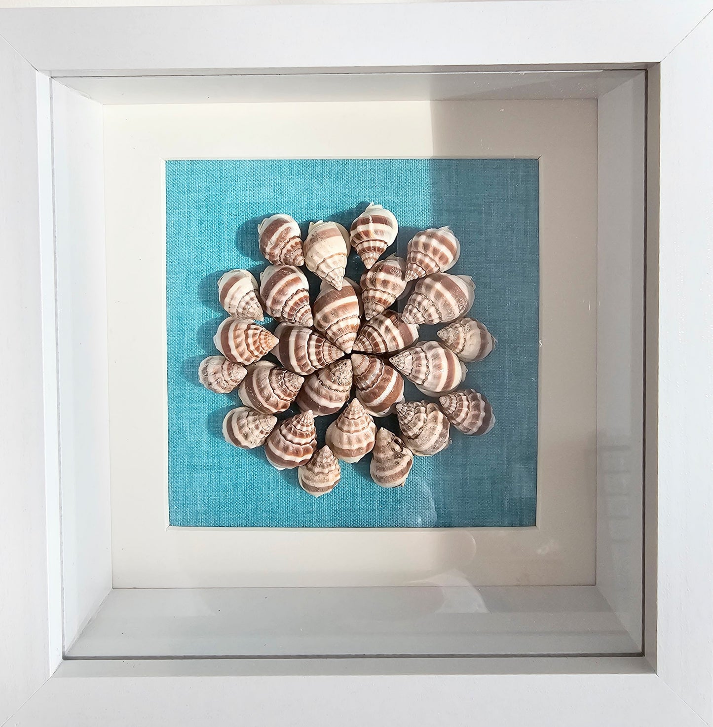 Nassa Phyrus 5.5x5.5