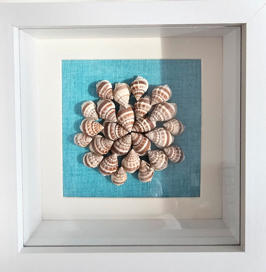 Nassa Phyrus 5.5x5.5