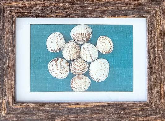 Cockle Shells on Fabric 3.5x5