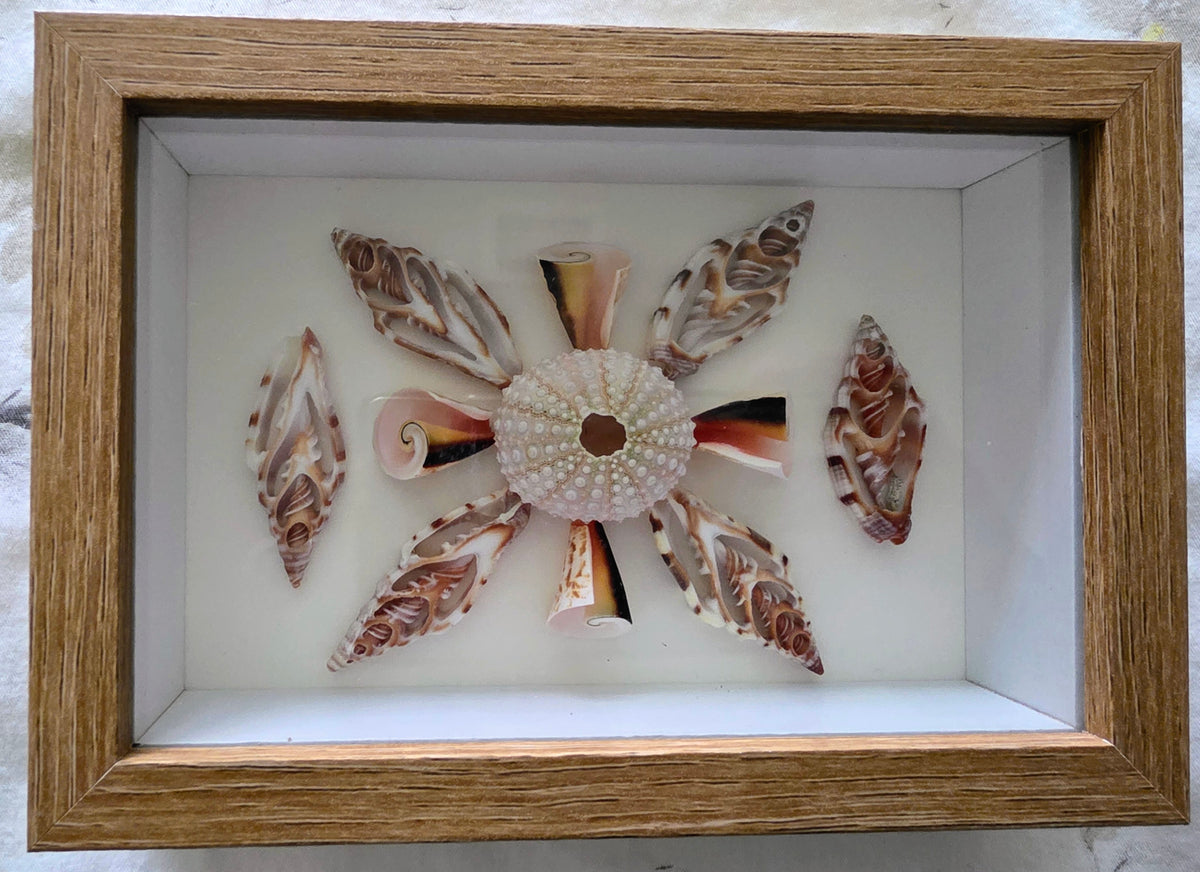 Pink sea urchin, strawberry rhombus and sliced chulla shells